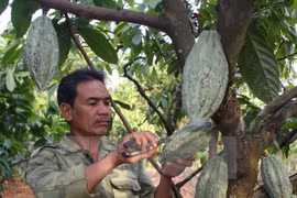 Dong Nai company exports cocoa to RoK, Japan