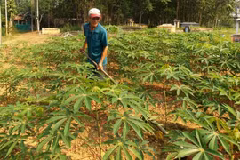 Japan helps Vietnam deal with cassava diseases