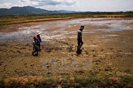 Ninh Thuan tackles prolonged drought 