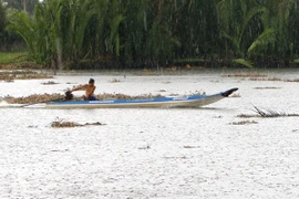 Early summer rain alleviates saltwater in Hau Giang