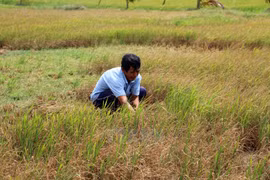 Tien Giang implements project fighting drought, saline intrusion 