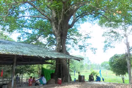 Dong Thap: ancient tree receive national heritage status
