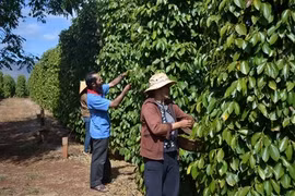 Farmers want pepper futures trading