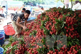 Workshop boosts fresh lychee exports via Lang Son border gates