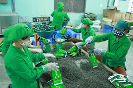 Shrinking prices lower Vietnam’s tea export value