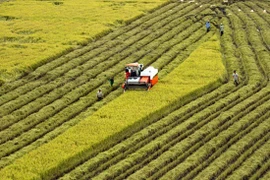 Mekong Delta forges connectivity for stronger development 