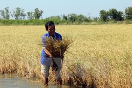 Forum seeks to adapt Mekong Delta’s agriculture to climate change