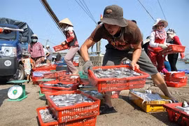 Tests show seafood samples from central provinces safe