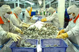 Ca Mau faces shrimp scarcity for export due to drought