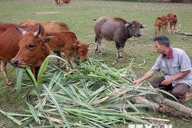 Vietnam shares poverty reduction experience with Laos