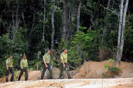 Tuyen Quang aims for more certified forest areas