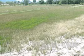 Drought-hit Ninh Thuan province gets 2,900 tonnes of relief rice 