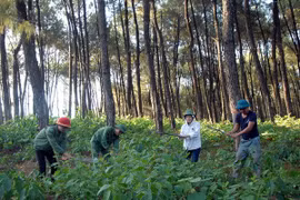 Vietnam, Laos provinces review joint forest protection 