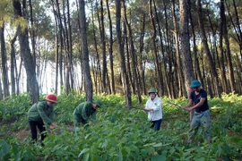 Vietnam, Laos provinces review joint forest protection 