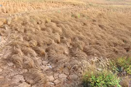 Ben Tre calls on residents to save water