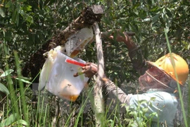 Ca Mau reopens U Minh Ha cajuput forests