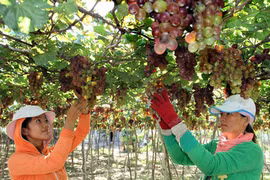 Grapes and Wine Festival 2016 to open in Ninh Thuan 