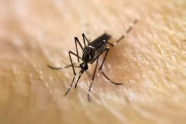Singapore: First case of locally-transmitted Zika virus reported