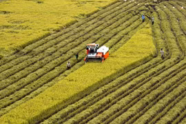 Hau Giang expands certified rice cultivation