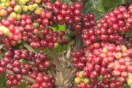 Vietnamese coffee producers focus on quality for sustainable export