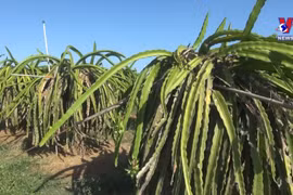 Drought at peak dry season impacts over 20,000ha of farmland