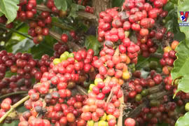 National brand needed for Vietnamese coffee