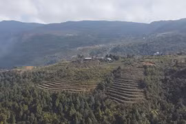 Vietnam earns 51.5 mln USD from first forest carbon credit sale