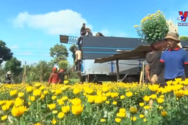Dak Lak enters Tet flower season