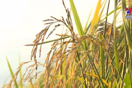 Measures needed to regain rice export momentum in H2