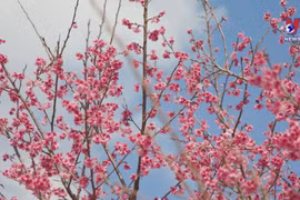 Stunning cherry blossom oasis in Dien Bien