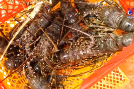 Lobster exports soar 18-fold in two months