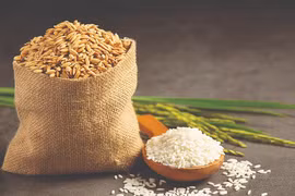 Rice exports hit record level in first 8 months of 2023