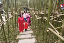 Lush miniature bamboo oasis emerges in the heart of Hanoi