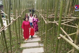 Lush miniature bamboo oasis emerges in the heart of Hanoi