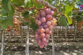 Ninh Thuan vineyard experience popular among visitors