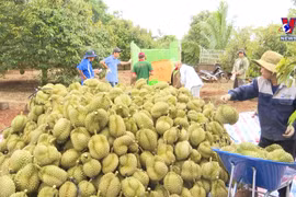 Durian emerging as 'golden fruit' among Vietnam's exports