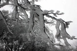 Cao Bang: Snow covers Phja Oac mountain