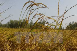 Southern rice output drops over drought, saline intrusion