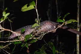 Endangered pangolins released into the wild