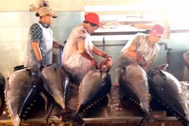 Tuna export shows sign of recovery