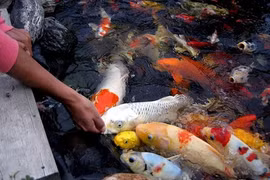 HCM City fish farmers raking in koi profits