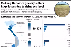 Mekong Delta rice granary suffers huge losses due to rising sea level