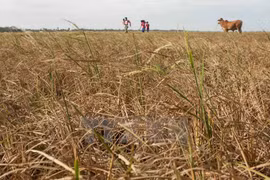 Farmers need support from gov't to tackle drought