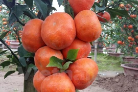 Canh oranges a hit in Hanoi