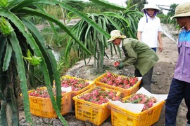 Vietnamese dragon fruit comes back to Taiwan 