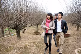 Nhat Tan village takes care of peach trees for Tet