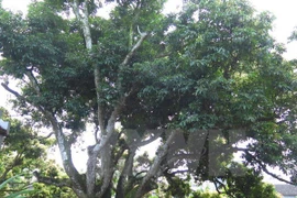 Oldest lychee tree recognised in Hai Duong