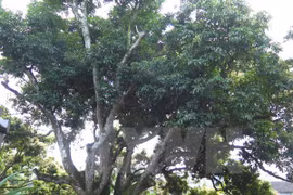 Oldest lychee tree recognised in Hai Duong