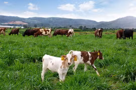 Vietnam, Netherlands partner to improve farm produce’s value
