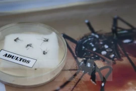 Cao Bang works to protect against Zika virus